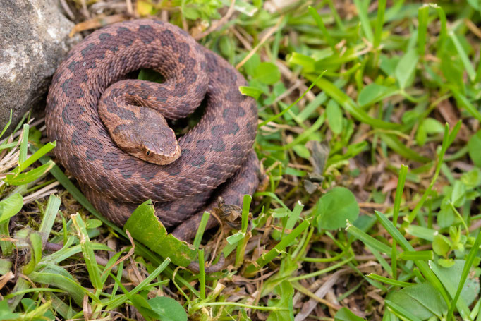 Vipera kaznakovi 'tuniyevi', Georgia