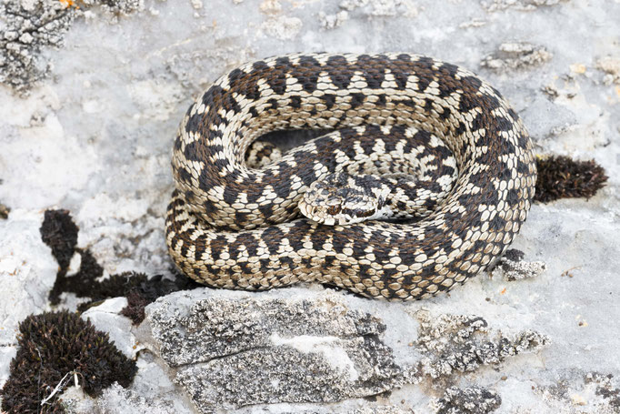 Vipera ursinii macrops, Montenegro
