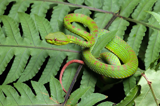 Trimeresurus phuketensis female, Thailand