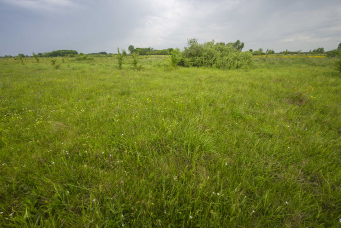 Habitat of Vipera ursinii rakosiensis