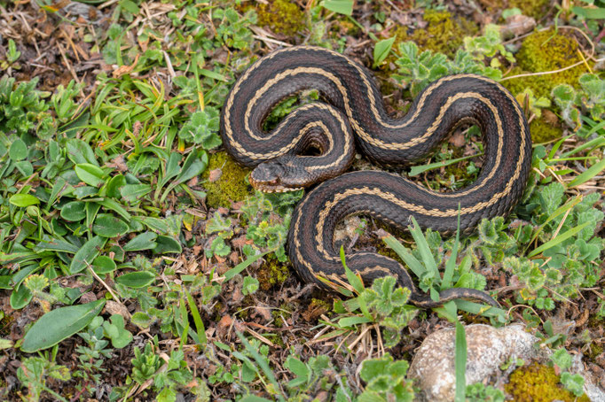 Vipera seoanei, Spain