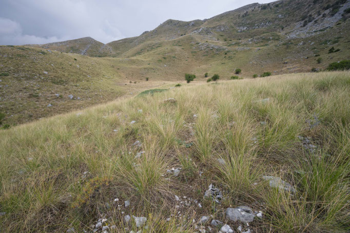 Habitat of Vipera graeca in southern Albania