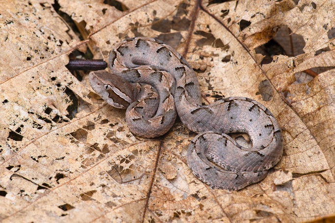 Calloselasma rhodostoma, Thailand