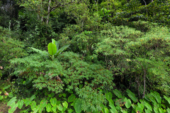 Habitat of Trimeresurus popeiorum in western Thailand