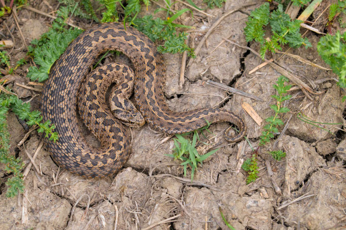 Vipera ursinii moldavica, Romania