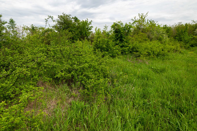 Habitat of Vipera berus nikolskii in eastern Romania