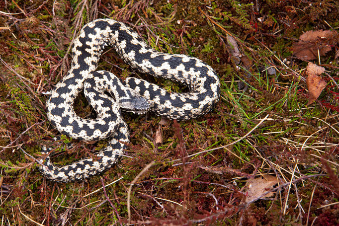 Vipera berus berus 'marasso', Germany