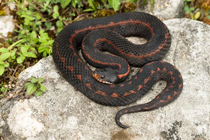 Vipera kaznakovi (northern clade), Georgia
