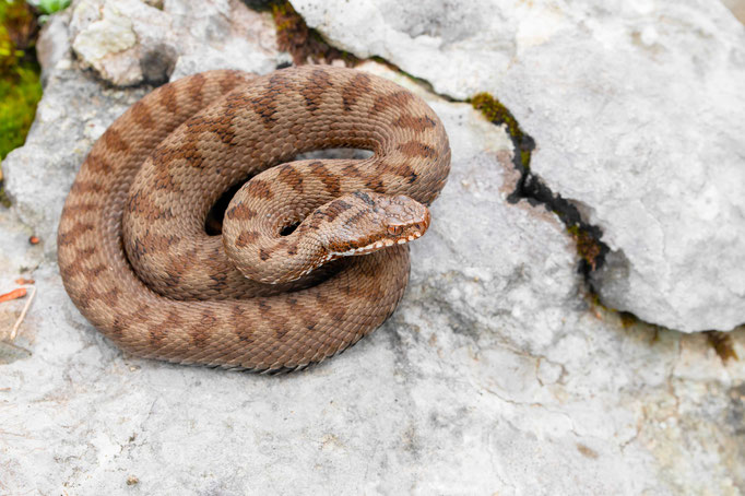 Vipera berus bosniensis, Montenegro