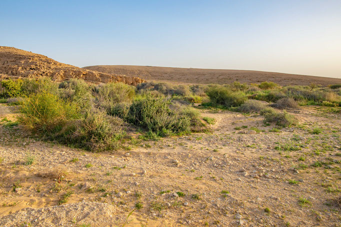 Habitat of Echis colorauts in southern Israel