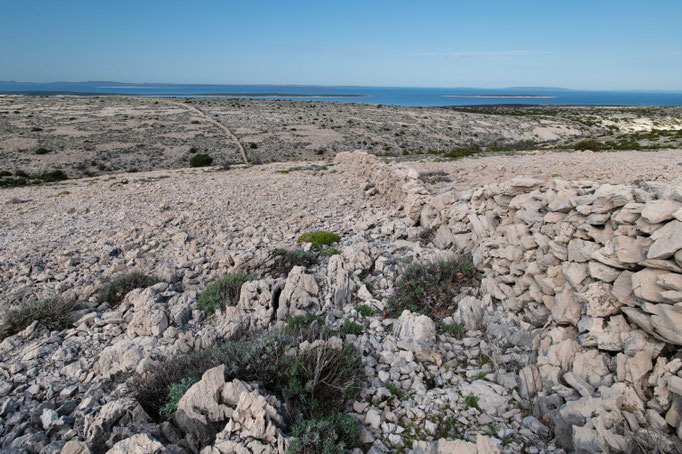 Habitat of Vipera ammodytes ammodytes in coastal Croatia
