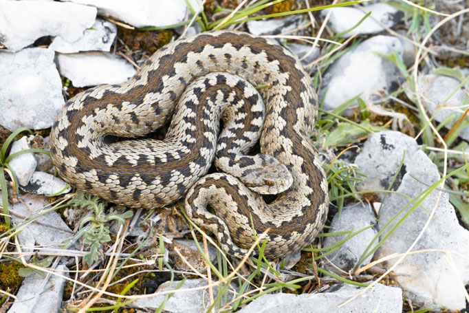 Vipera graeca, Albania