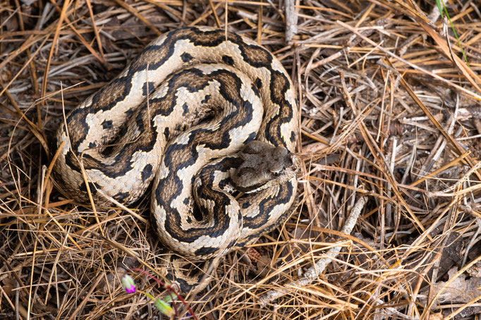 Vipera latastei gaditana, Spain
