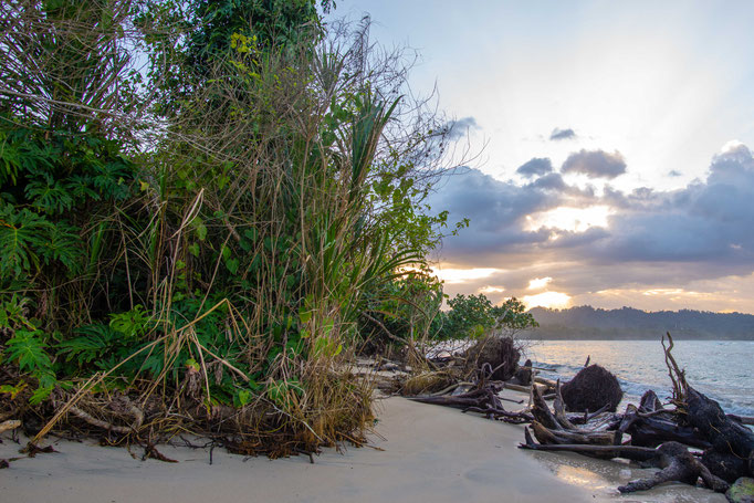 Habitat of Bothriechis schlegelii in coastal Costa Rica