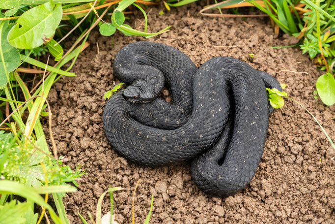 Vipera berus berus, Germany