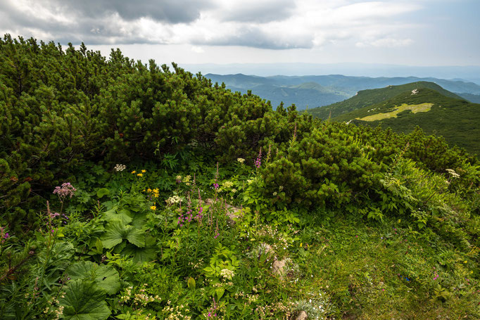Habitat of Vipera berus berus 'marasso' in southern Slovenia