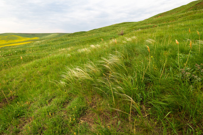 Habitat of Vipera ursinii moldavica in eastern Romania