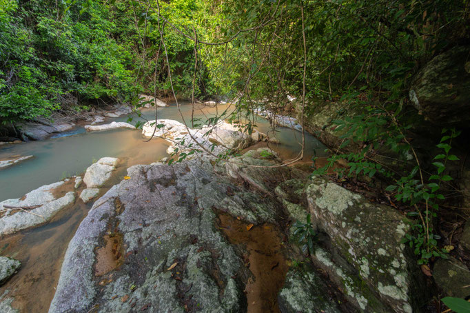 Habitat of Trimeresurus venustus in southern Thailand