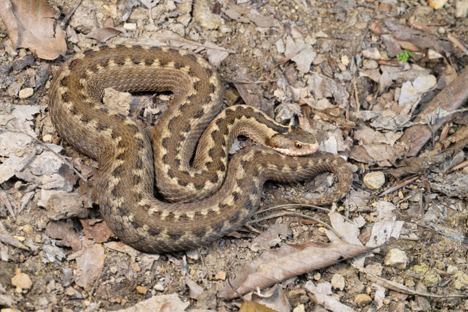 Vipera kaznakovi 'tuniyevi', Georgia