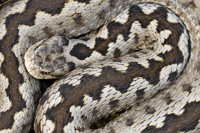 Vipera graeca, Albania