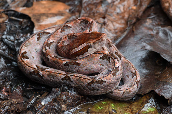 Calloselasma rhodostoma, Thailand