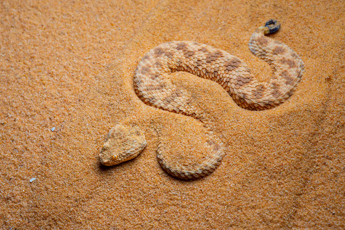 Cerastes vipera, Israel