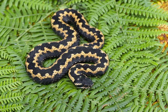 Vipera kaznakovi (southern clade)