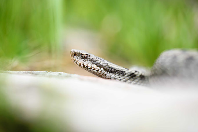 Vipera darevskii, Georgia