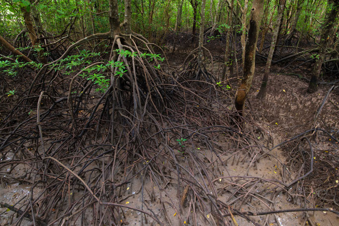 Habitat of Trimeresurus purpureomaculatus in southern Thailand