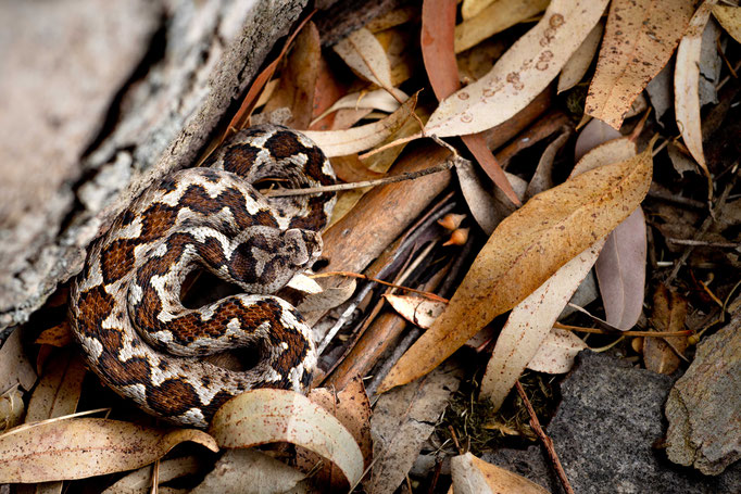 Vipera ammodytes meridionalis, Greece