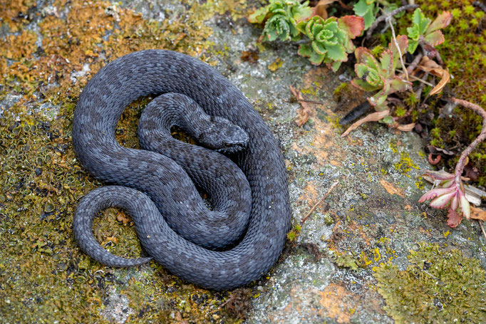 Vipera renardi 'atlaica', Kazakhstan