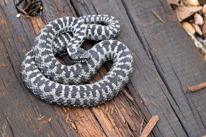 Vipera berus nikolskii, Romania