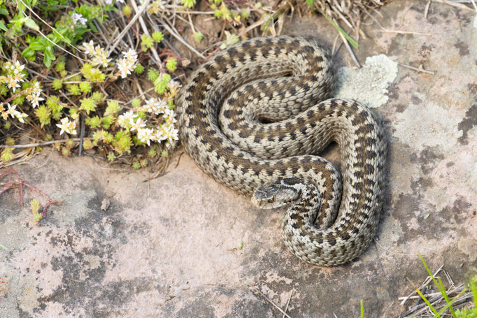 Vipera darevskii darevskii, Georgia