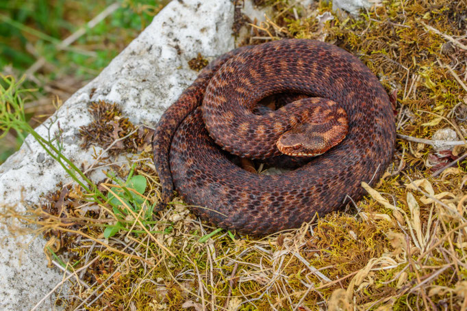 Vipera berus berus 'marasso', Croatia