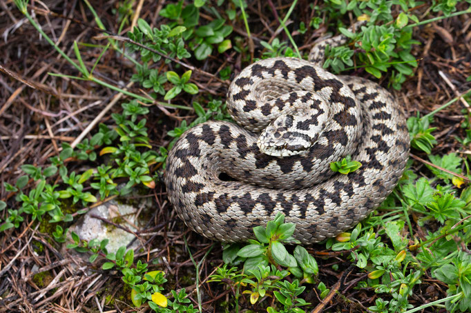 Vipera ursinii macrops, Montenegro