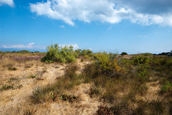 Habitat of Vipera ammodytes meridionalis in southern Greece