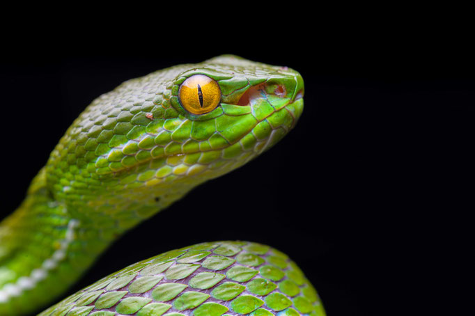 Trimeresurus albolabris, Thailand