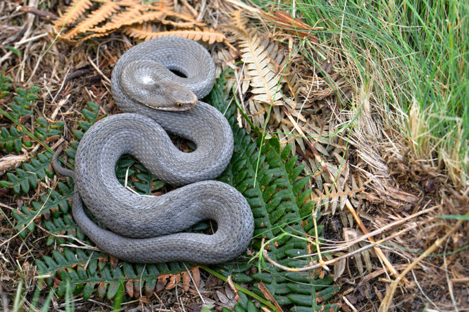 Vipera seoanei, France