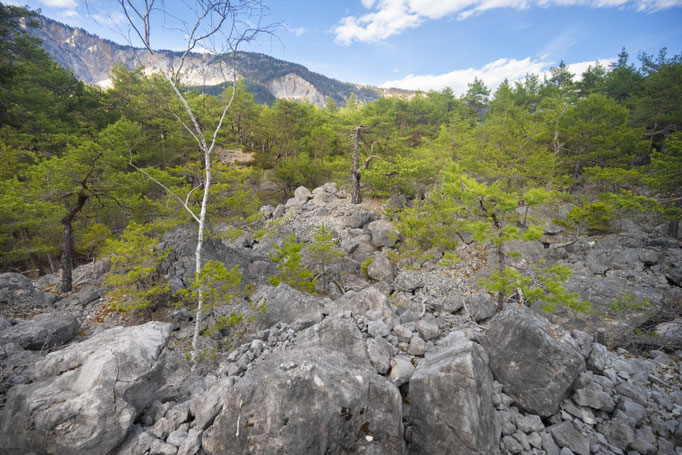 Habitat of Vipera ammodytes ammodytes in Austria