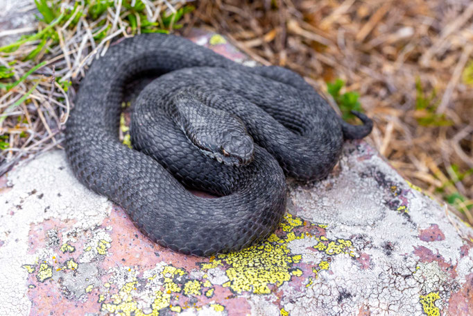 Vipera dinniki, Georgia