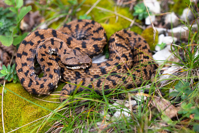 Vipera aspis francisciredi, Italy