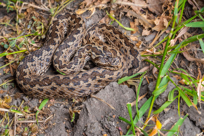 Vipera renardi eriwanensis 'shemakhensis', Georgia
