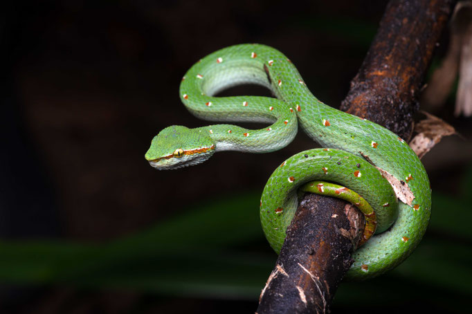 Tropidolaemus wagleri male, Thailand