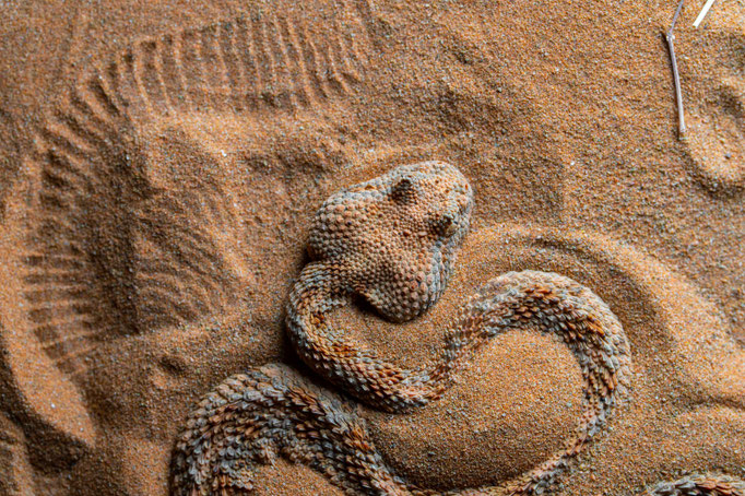 Cerastes cerastes, Morocco
