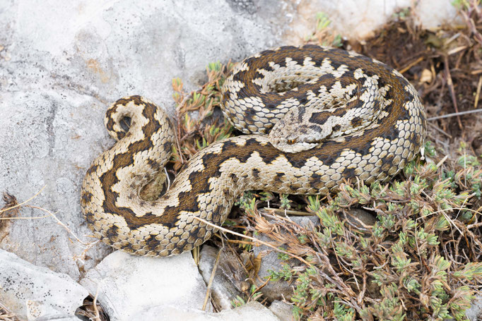 Vipera graeca, Albania