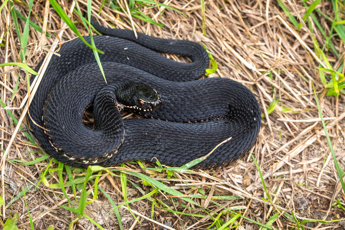 Vipera berus bosniensis, Slovenia