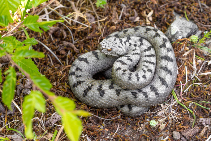 Vipera ammodytes transcaucasiana, Georgia