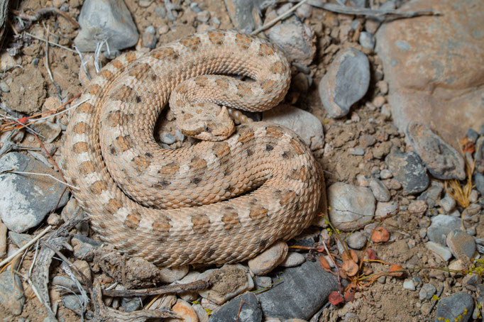 Crotalus cerastes, USA