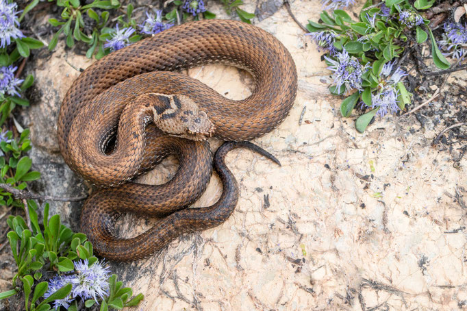 Vipera aspis aspis 'atra', France