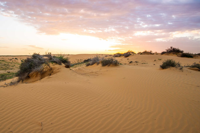 Habitat of Cerastes vipera in Israel